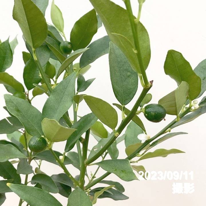 果樹 つぼみあり 緑色の葉　プチマル金柑 果樹 つぼみあり 緑色の葉 プチマル金柑