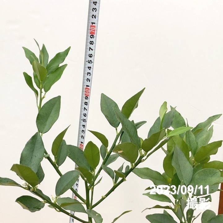 実付き＞種なしキンカン ぷちまる 5号 PVP｜柑橘｜果樹10-TU | 果樹