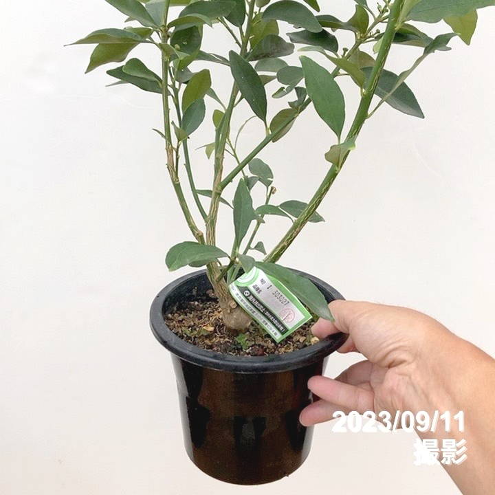 果樹 つぼみあり 緑色の葉 プチマル金柑 果樹 つぼみあり 緑色の