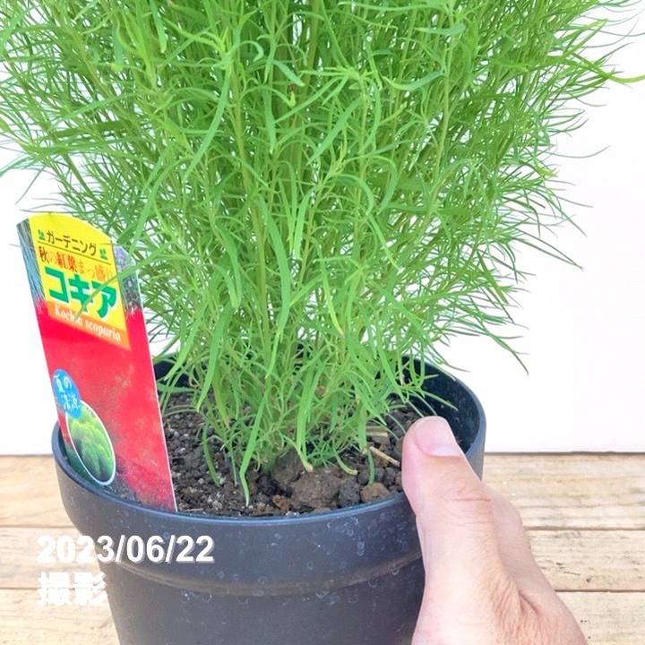 コキア 5号｜草花10-TU | 草花 | 赤塚植物園オンライン 花の音｜花苗