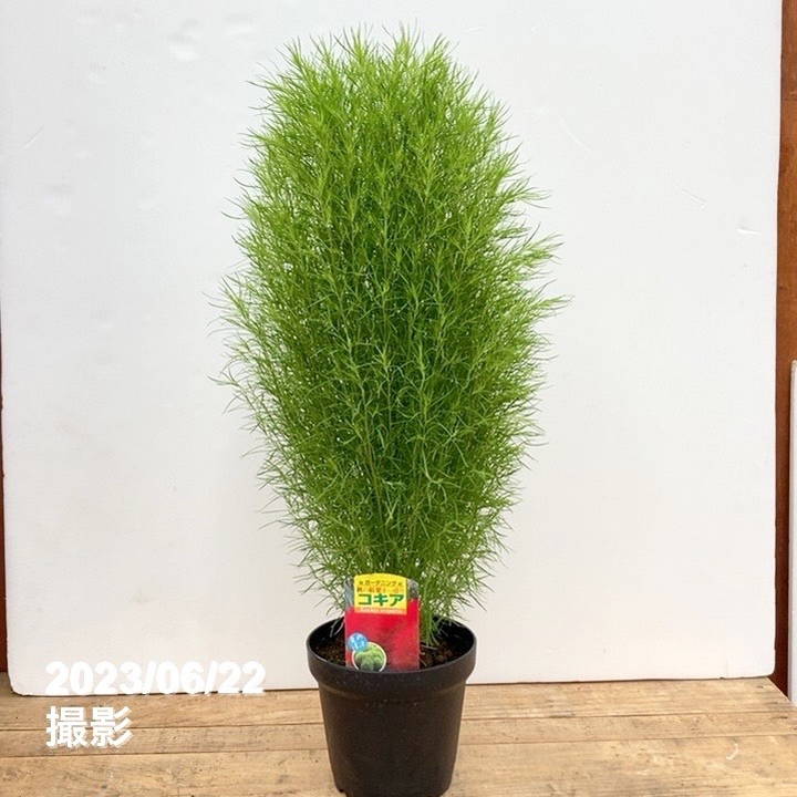 コキア 5号｜草花10-TU | 草花 | 赤塚植物園オンライン 花の音｜花苗