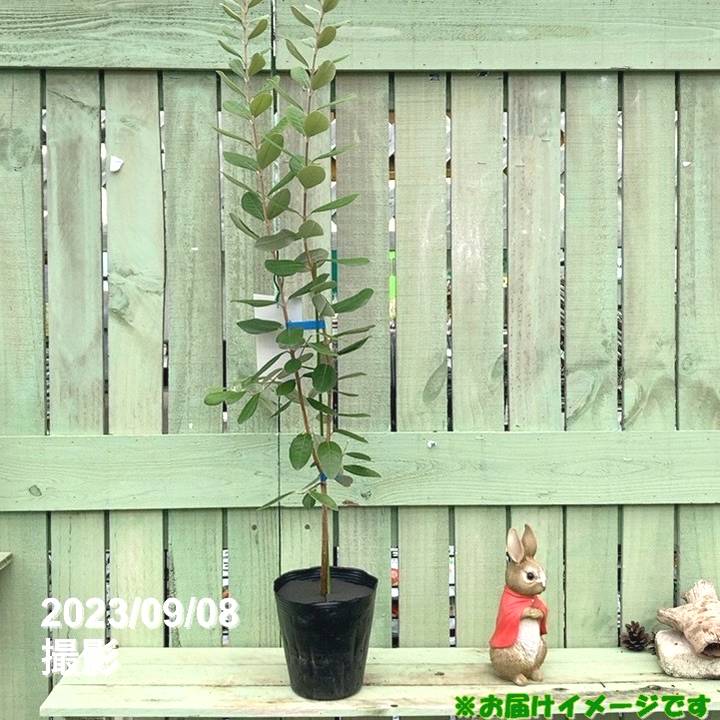 フェイジョア 苗 【マンモス】 3年生 接ぎ木苗 フェイジョア 苗