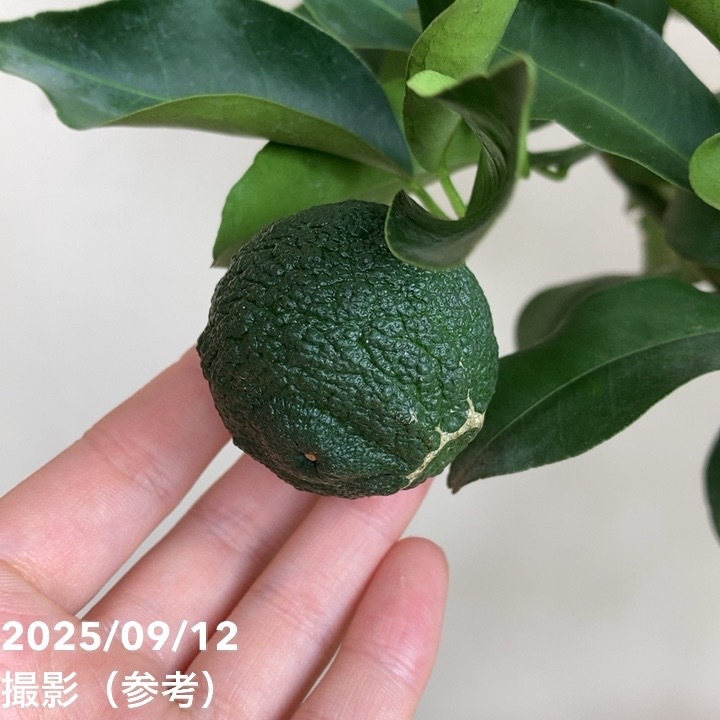 実付き＞ゆず 6号｜柑橘｜果樹04-PA | 果樹,柑橘 | 赤塚植物園