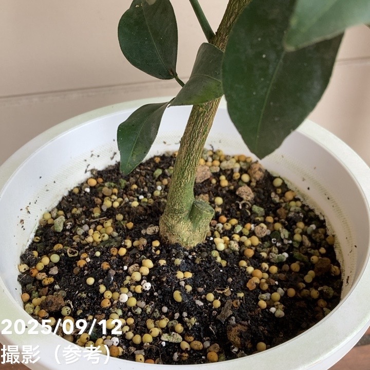 実付き＞ゆず 6号｜柑橘｜果樹04-PA | 果樹,柑橘 | 赤塚植物園