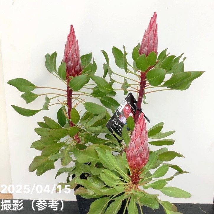 楽天市場】プロテア リトルプリンス 5号鉢2本立ち苗 : 千草園芸