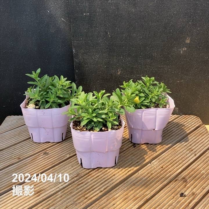 PW スーパーベル ダブルイエロー 3.5号×3株セット｜草花04-PA | 草花