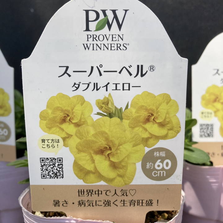 PW スーパーベル ダブルイエロー 3.5号×3株セット｜草花04-PA | 草花