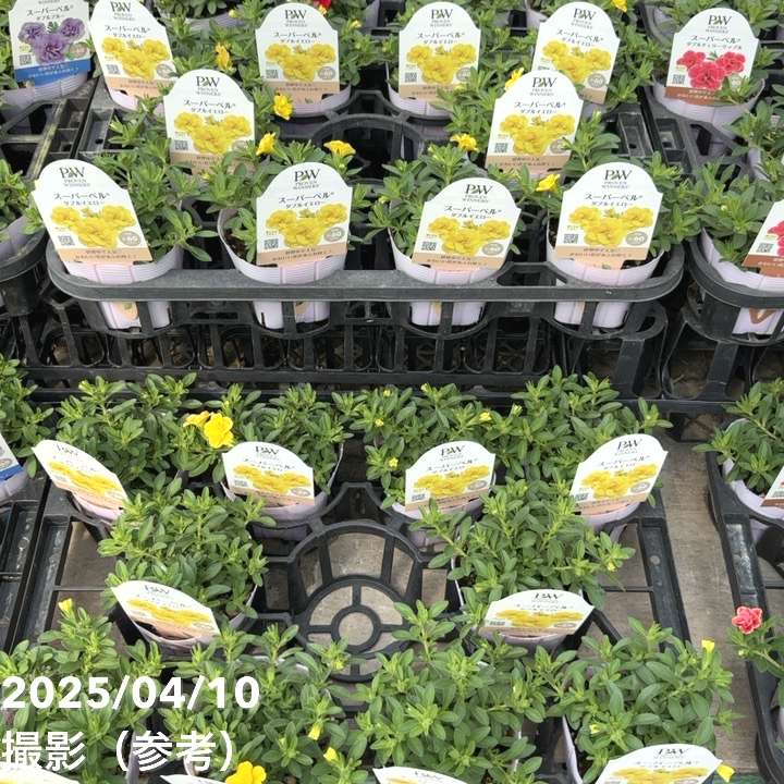PW スーパーベル ダブルイエロー 3.5号×3株セット｜草花04-PA | 草花