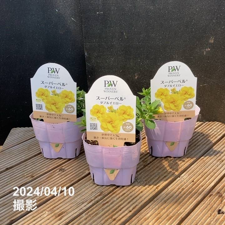 PW スーパーベル ダブルイエロー 3.5号×3株セット｜草花04-PA | 草花
