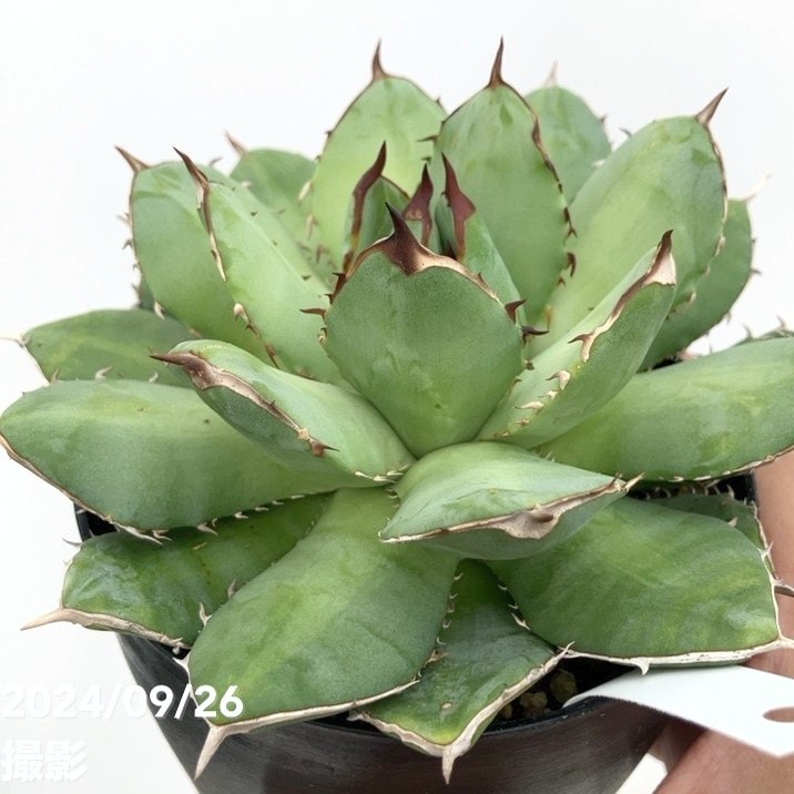現品お届け】アガベ 4号 チタノタ フィリグリー filigree Agave