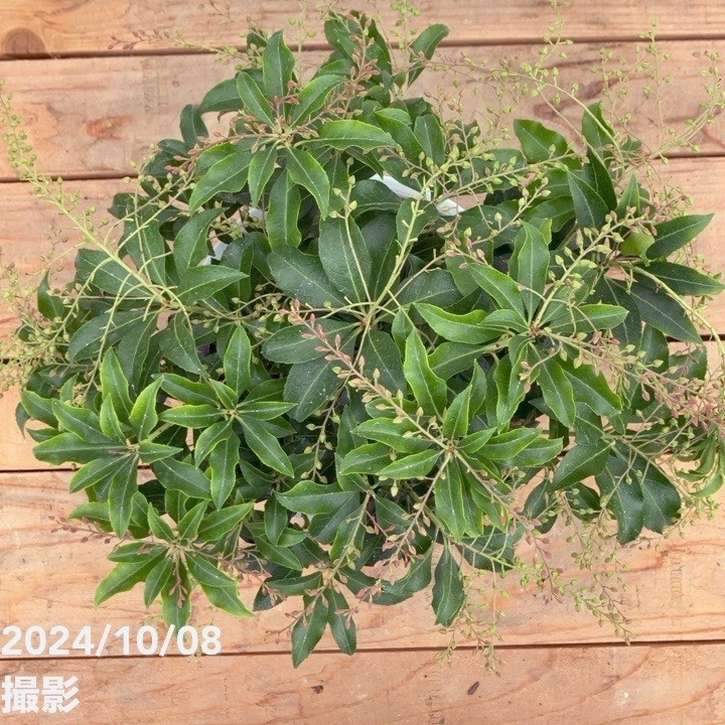 赤花あせび クリスマスチェアー 5号｜花木10-TU | 花木・庭木,[珍しい