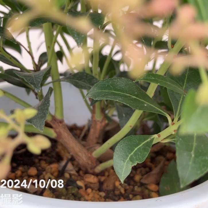 赤花あせび クリスマスチェアー 5号｜花木10-TU | 花木・庭木,[珍しい