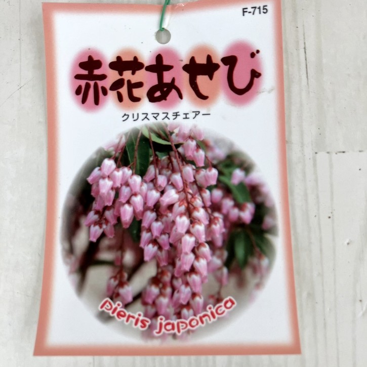 花**様ご確認ページ 赤花あせび クリスマスチェアー 5号｜花木10-TU | 花木・庭木,[珍しい