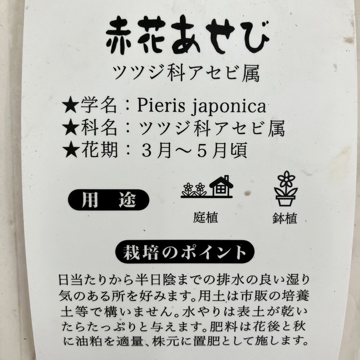 赤花あせび クリスマスチェアー 5号｜花木10-TU | 花木・庭木,[珍しい