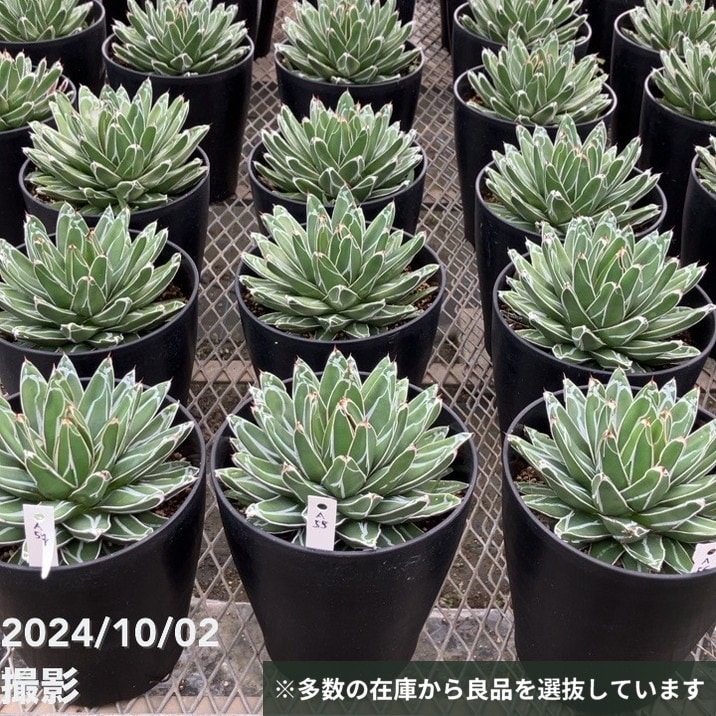 現品お届け】アガベ 6号 ビクトリア レジーナ（ビクトリア レギネ）笹