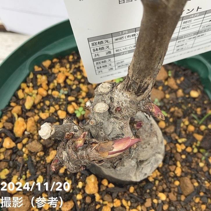 牡丹 6号 島根連鶴（シマネレンカク）｜花木04-PA | 花木・庭木 | 赤塚