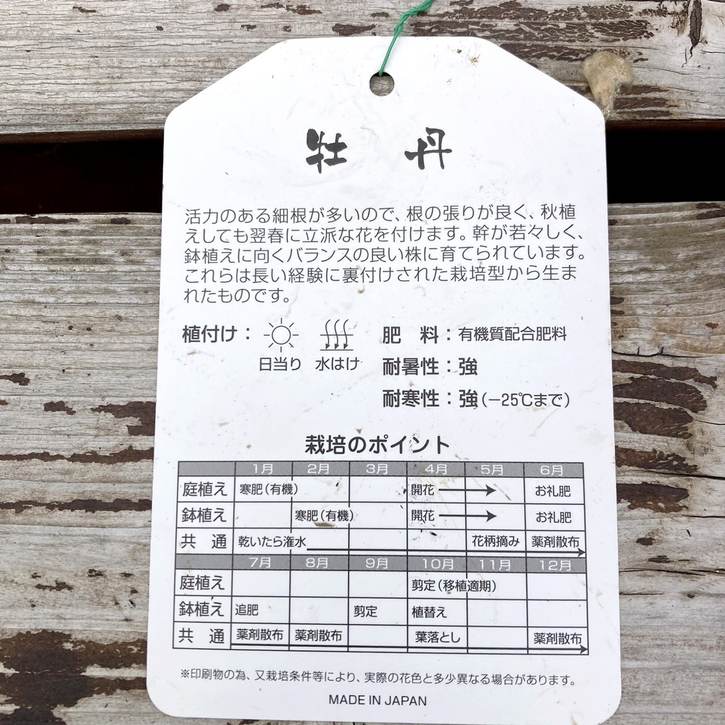 牡丹 連鶴 豪華多弁 大輪咲き 鉢ごと発送
