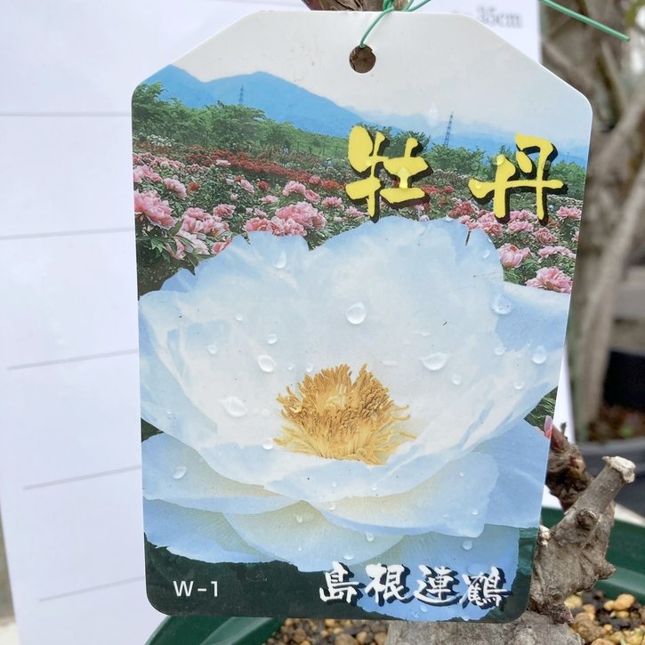 牡丹 6号 島根連鶴（シマネレンカク）｜花木04-PA | 花木・庭木 | 赤塚