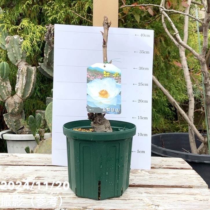 牡丹 6号 島根連鶴（シマネレンカク）｜花木04-PA | 花木・庭木 | 赤塚