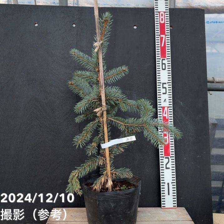 現品お届け】ピセア プンゲンス ホプシー 7号（9）｜花木04-PA | 花木