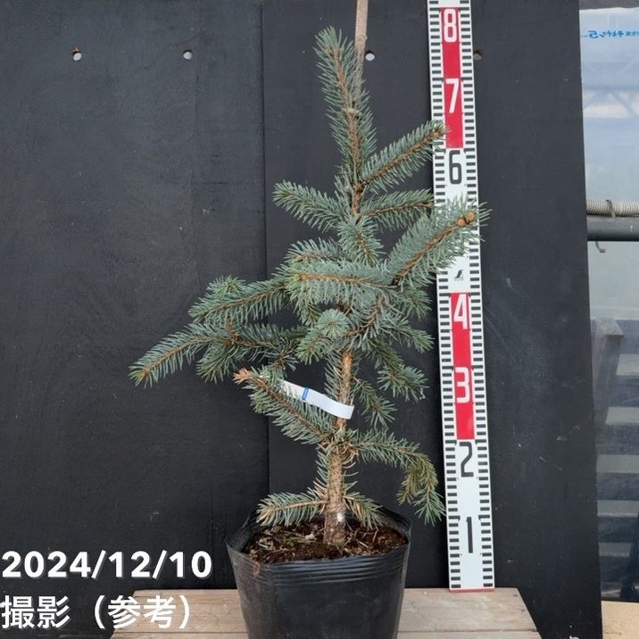 現品お届け】ピセア プンゲンス ホプシー 7号（9）｜花木04-PA | 花木 