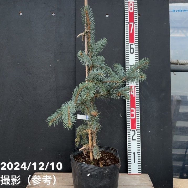 ポプシー　ピセアプンゲンストウヒの苗 ピセア プンゲンス ホプシー 花木苗 8号/1個売り 植木の苗 植木苗