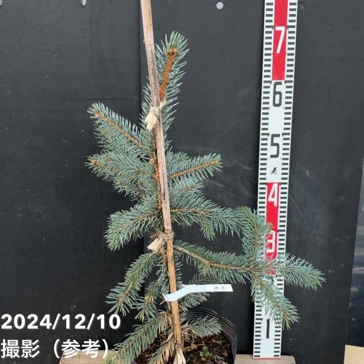 現品お届け】ピセア プンゲンス ホプシー 7号（9）｜花木04-PA | 花木