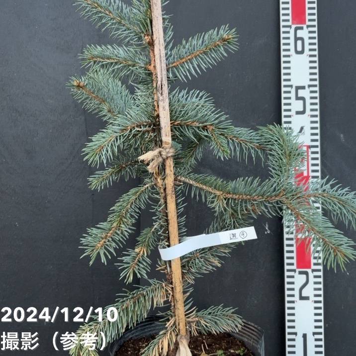 現品お届け】ピセア プンゲンス ホプシー 7号（9）｜花木04-PA | 花木