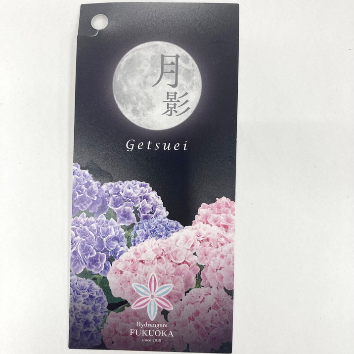 専用　【貴重】総絞り　ぼかし水月花 母の日ギフト2025 アジサイ 月影 ゲツエイ（ブルー） 5号｜鉢花10-TU