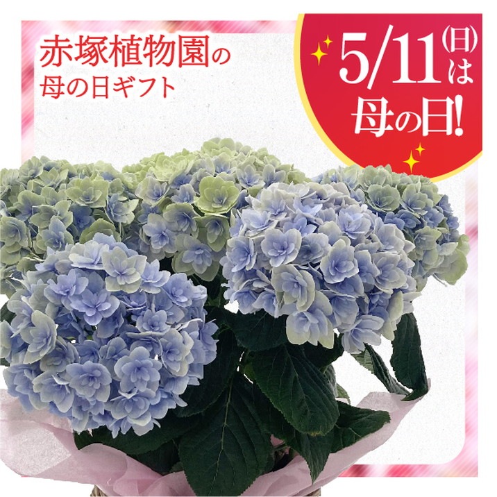 月が注ぐ花ページ 母の日ギフト2025 アジサイ 月影 ゲツエイ（ブルー） 5号｜鉢花