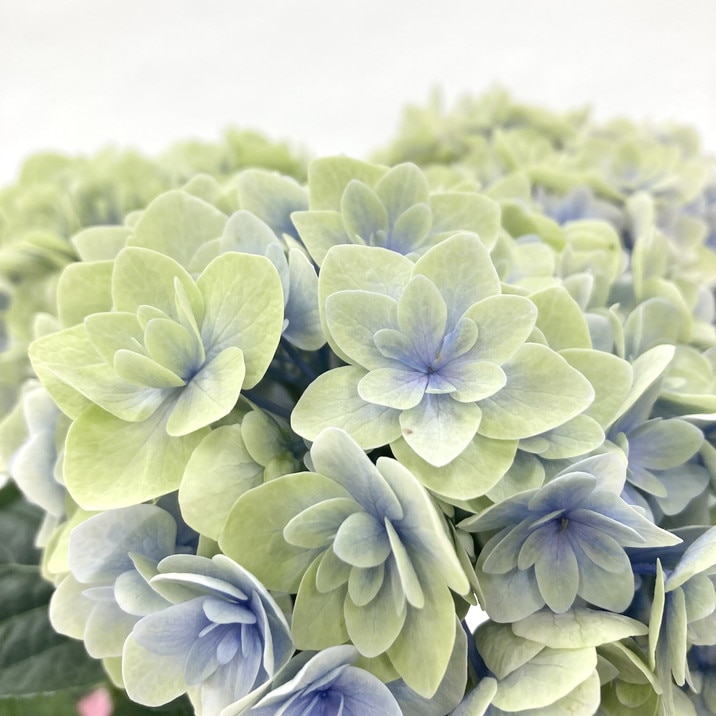 母の日ギフト2025 アジサイ 月影 ゲツエイ（ブルー） 5号｜鉢花