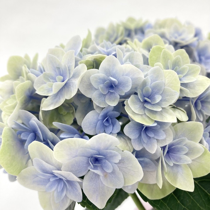 紫陽花さま専用 数量限定】紫陽花 サプライズ 5号鉢 鉢植え ギフト 母の日