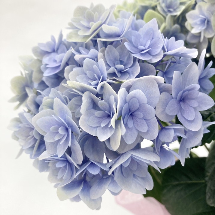 月が注ぐ花ページ 母の日ギフト2025 アジサイ 月影 ゲツエイ（ブルー） 5号｜鉢花