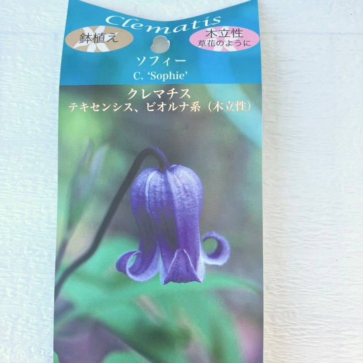 クレマチス テキセンシス ビオルナ系（木立性） ソフィー 4号 PVP