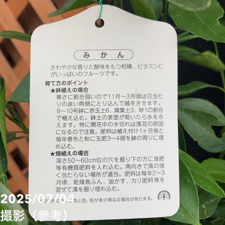 デコポン 不知火 5号 1年生苗｜柑橘｜果樹04-PA | 果樹,柑橘 | 赤塚