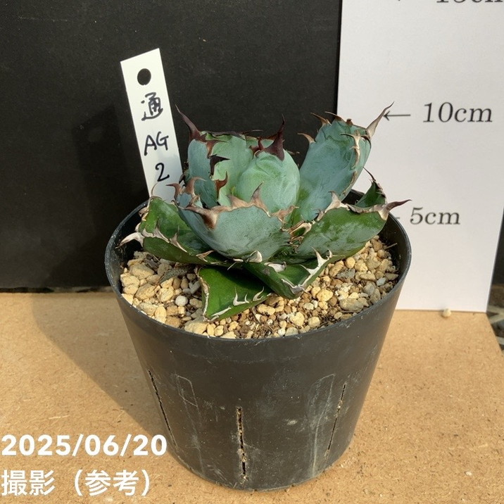 アガベ　チタノタ　ブラックドラゴン　活着株鉢ごと発送 アガベ チタノタ ブラックドラゴン Black Dragon /虎鯨 鉢ごと