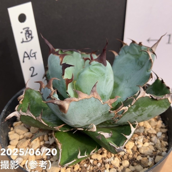 カッコいい！現品お届け】アガベ 3.5号 チタノタ ブラックアンド