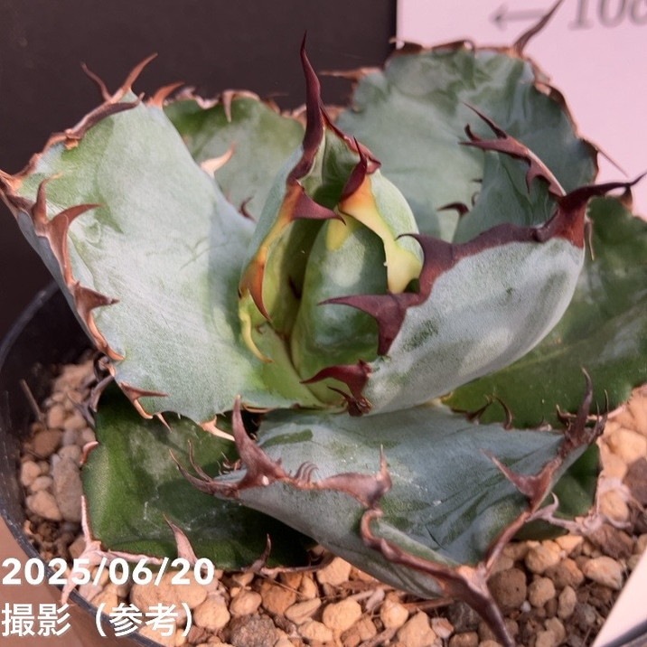 カッコいい！現品お届け】アガベ 3.5号 チタノタ ブラックアンドブルー