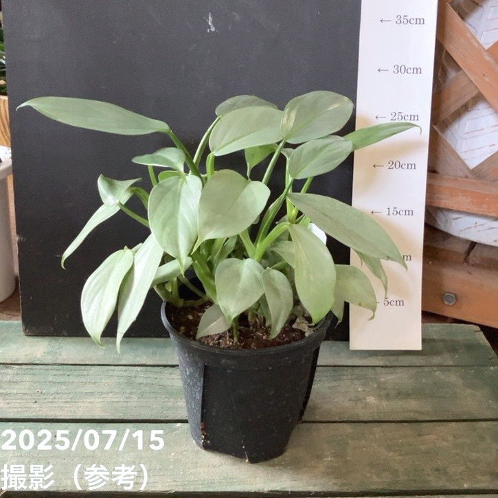 フィロデンドロン シルバーメタル 5号｜観葉04-PA | 観葉・多肉