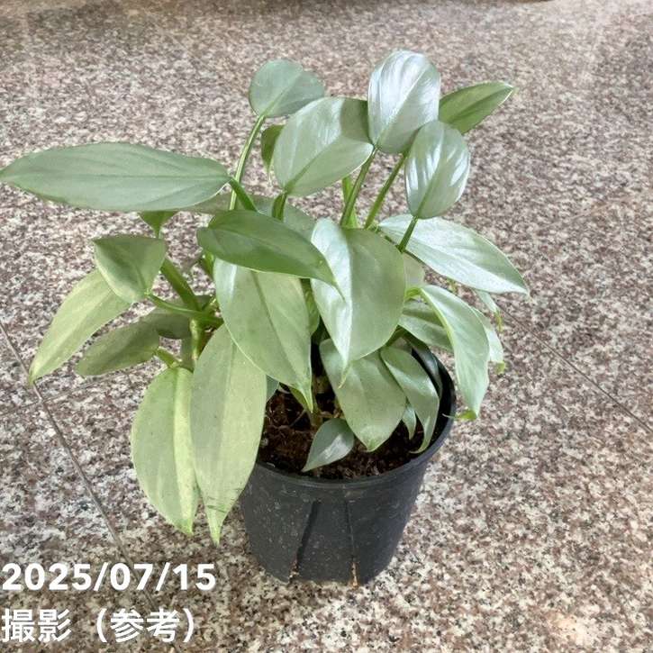 フィロデンドロン シルバーメタル 5号｜観葉04-PA | 観葉・多肉