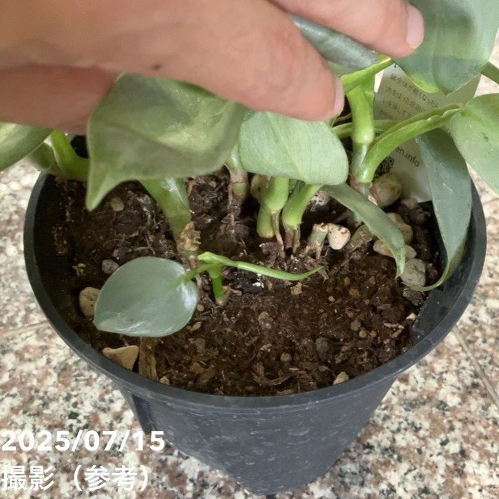 フィロデンドロン シルバーメタル 5号｜観葉04-PA | 観葉・多肉