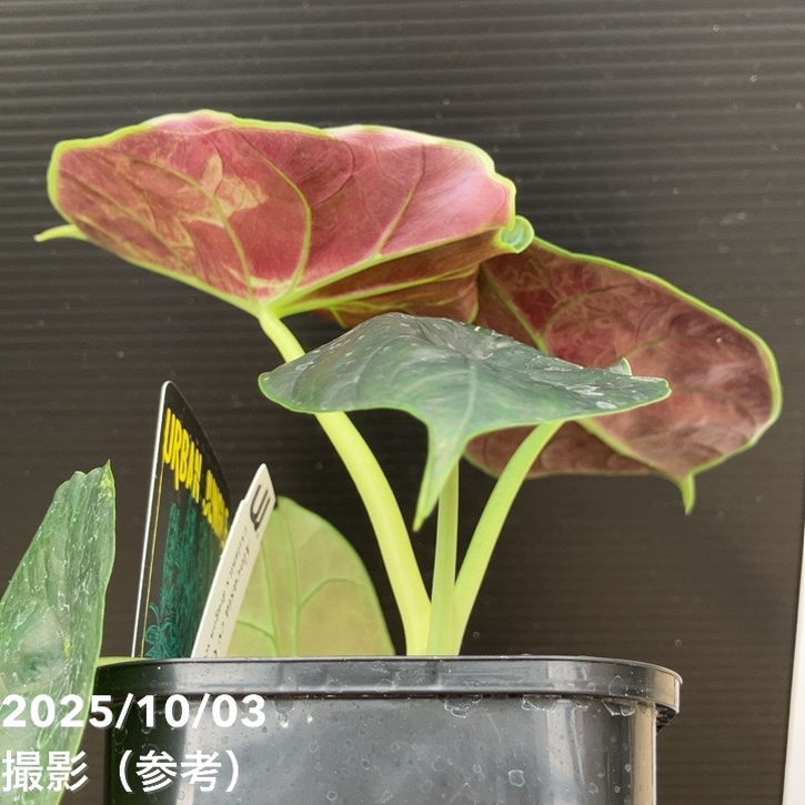 【期間限定10%OFF!】【現品お届け】アロカシア グリーンユニコーン Alocasia cv Green Unicon 3.5号(2)|観葉10-TU