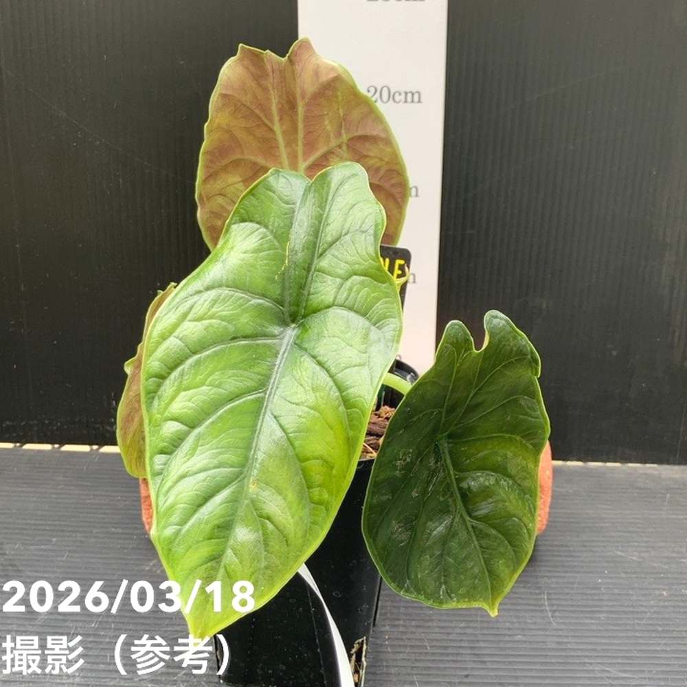 超激レア★帯付き★CD★CANTA ★Green Horn 現品お届け】アロカシア グリーンユニコーン Alocasia cv Green Unicon