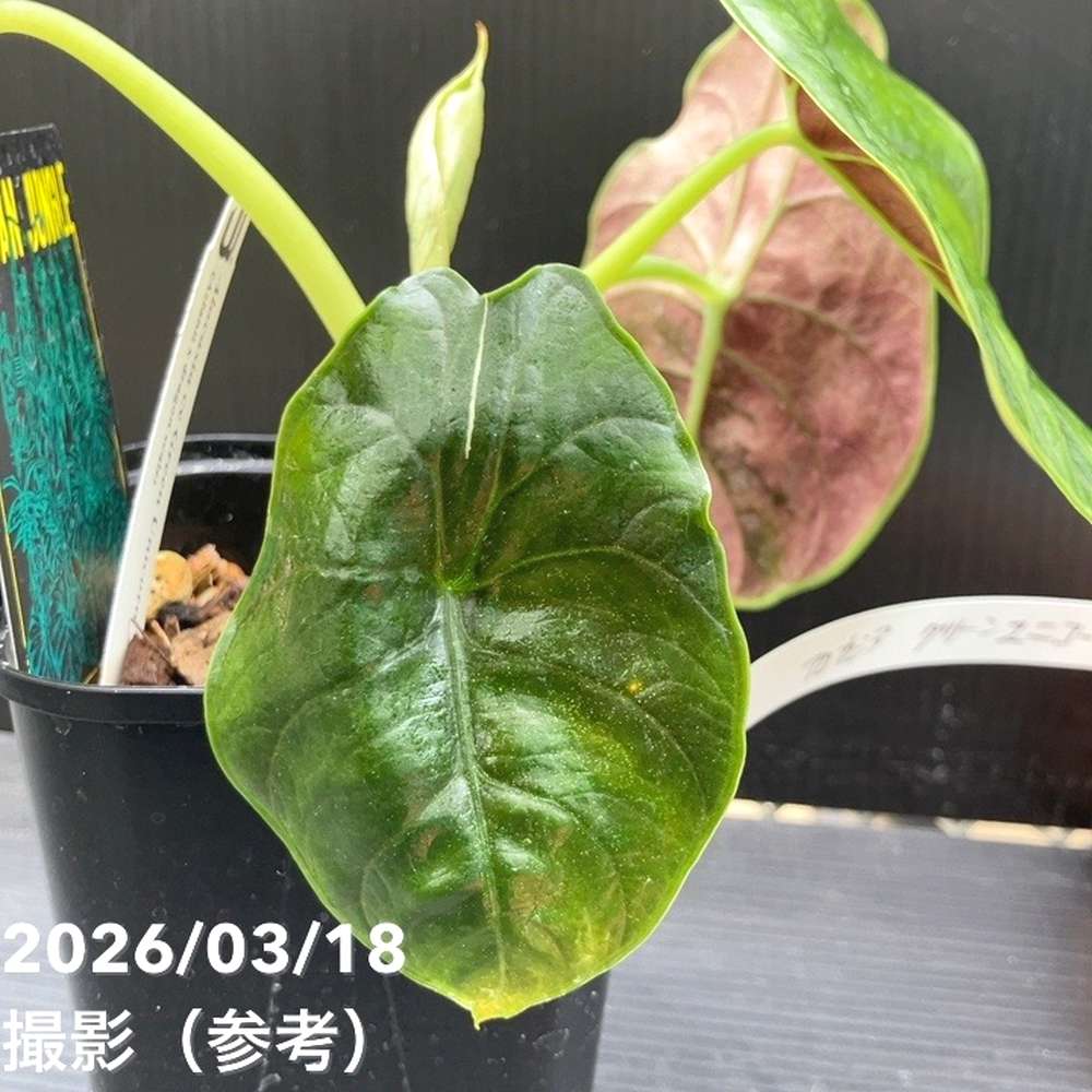 現品お届け】アロカシア グリーンユニコーン Alocasia cv Green Unicon