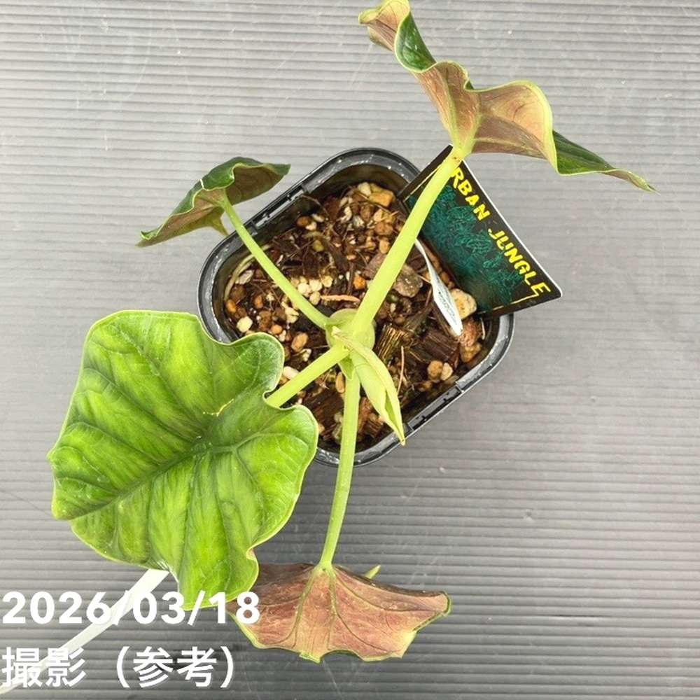 超激レア★帯付き★CD★CANTA ★Green Horn 緑仙 3rdミニアルバム CD 「ゴウチソウサマノススメ」 2024年11月13日