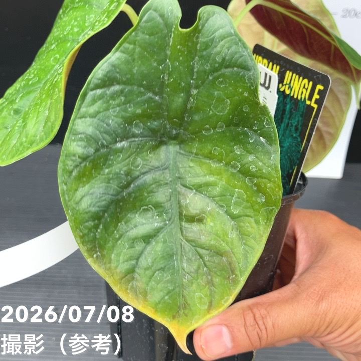 決算P5倍！8/2まで】【お買い得！】【現品お届け】アロカシア グリーン