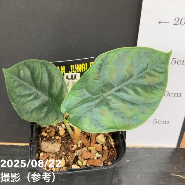 【期間限定10%OFF!】【現品お届け】アロカシア グリーンユニコーン Alocasia cv Green Unicon 3.5号(2)|観葉10-TU