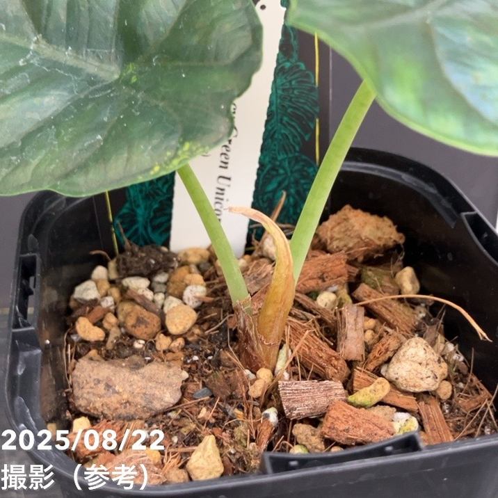 【期間限定10%OFF!】【現品お届け】アロカシア グリーンユニコーン Alocasia cv Green Unicon 3.5号(2)|観葉10-TU
