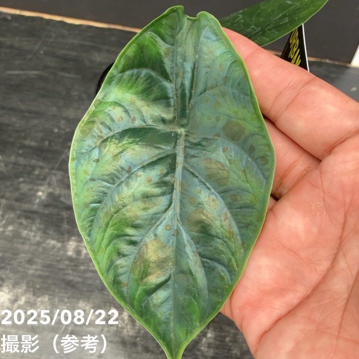 【期間限定10%OFF!】【現品お届け】アロカシア グリーンユニコーン Alocasia cv Green Unicon 3.5号(2)|観葉10-TU