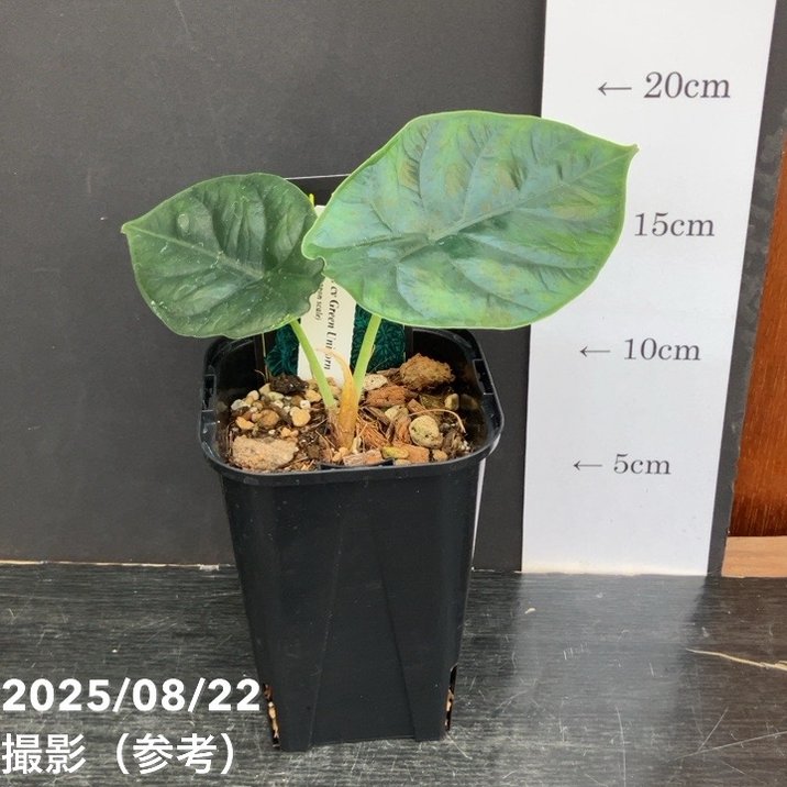 【期間限定10%OFF!】【現品お届け】アロカシア グリーンユニコーン Alocasia cv Green Unicon 3.5号(2)|観葉10-TU